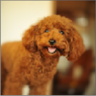 Dog Breeds狗品种 vv1.13