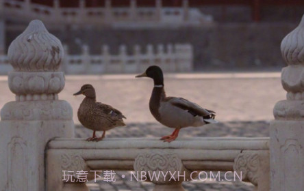 故宫春日温馨壁纸图片v1.11截图