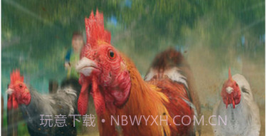 农场鸡焙烧炉竞速v1.9截图