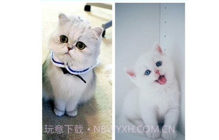 照片拼图v1.8截图