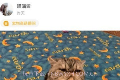 真命天喵v1.14截图