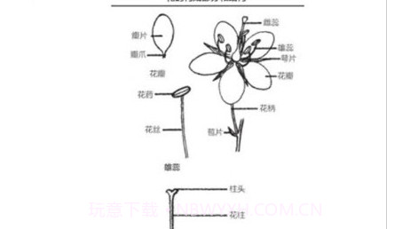 野外植物识别手册v1.0.13截图
