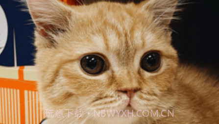 萌卡v0.6.12截图