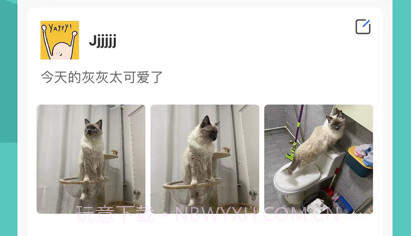 伴宠v1.0.12截图