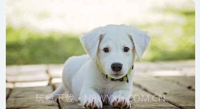 菲斯爱宠v1.9截图