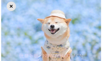 铲屎啦v1.0.10截图