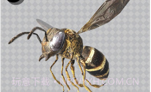 昆虫三维文件v1.0.12截图