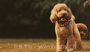 双双v1.11截图