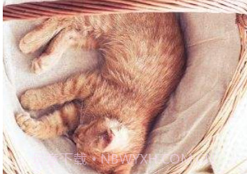 猫咪v5.7截图