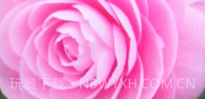 诚宝智能花卉识别v1.13截图