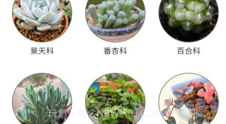 潮句多肉植物汇v1.16截图