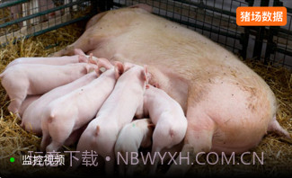 正大猪博士v4.6.13截图