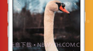 形色识鸟V1.17截图