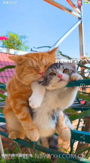 安果视频壁纸v3.1.23截图