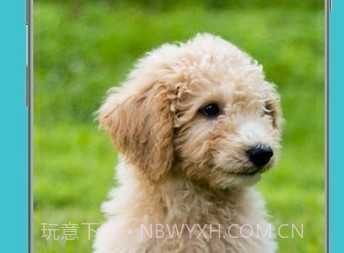 狗狗鉴定器v12.1.24截图