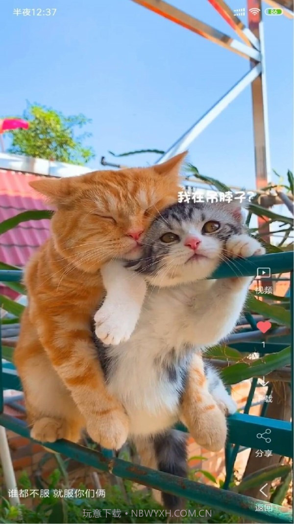 动漫视频壁纸官方截图1