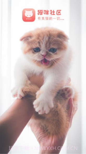 猫咪社区截图1