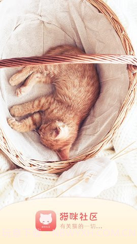 猫咪社区在线截图3