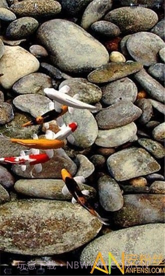 自由锦鲤动态壁纸截图3 自由锦鲤动态壁纸截图3