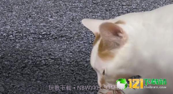 猫头怪谈截图1