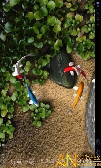 自由锦鲤动态壁纸截图2 自由锦鲤动态壁纸截图2