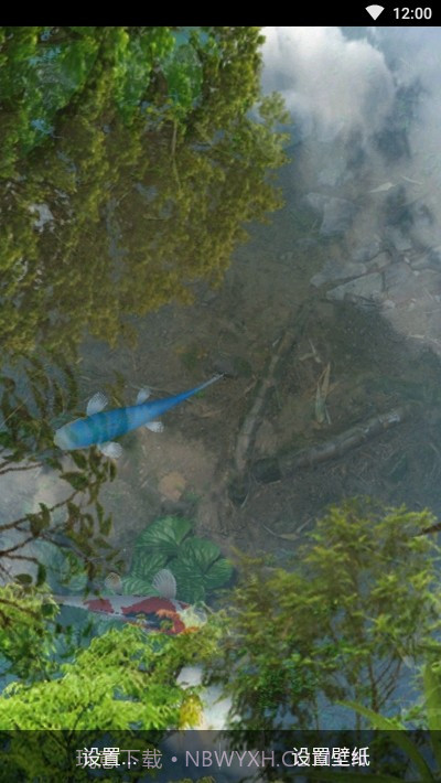 鱼池动态壁纸截图2