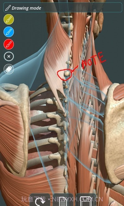 人体3D立体解剖（Visual Anatomy 3D - Human）截图4