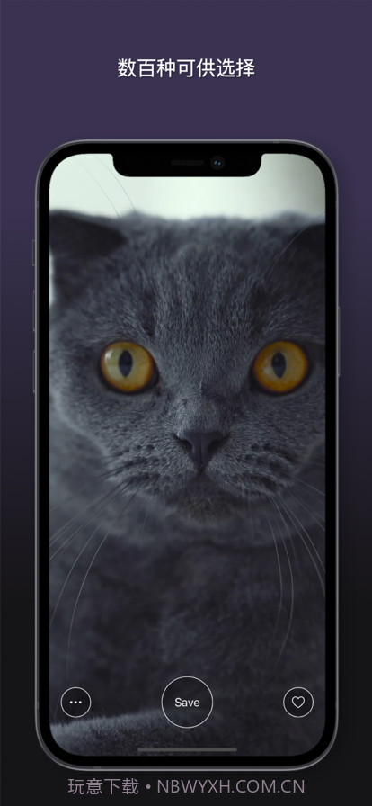 猫动态壁纸截图6