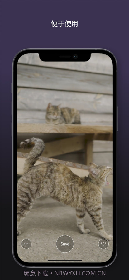 猫动态壁纸截图8