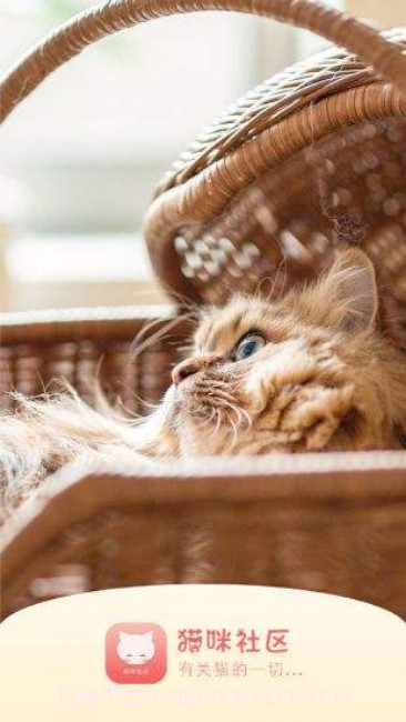 猫咪app截图3 猫咪app截图3