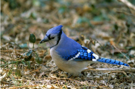 蓝色周壁纸截图2