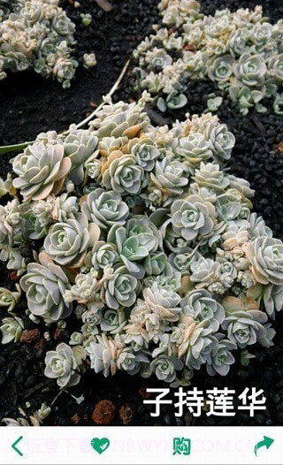 多肉植物软件截图4 多肉植物软件截图4